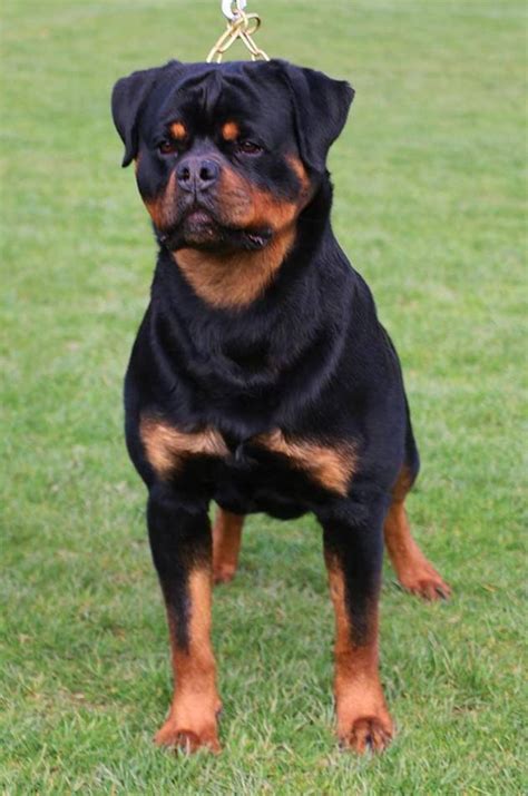 rolex von hause pista|Ava von hause Pista – Guardian Rottweilers.